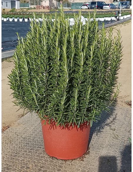ROSMARINUS OFFICINALIS T10LT