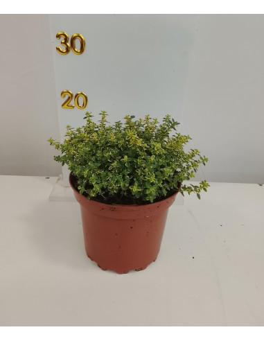 THYMUS CITRIODORUS T2LT