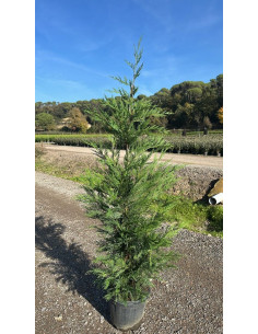 CUPRESSUS LEYLANDII T10LT 150/175CM