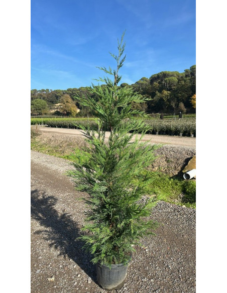 CUPRESSUS LEYLANDII T10LT 150/175CM