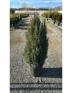 JUNIPERUS CHINENSIS STRICTA T10LT 2