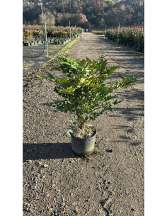 MAHONIA MEDIA "CHARITY" T5LT