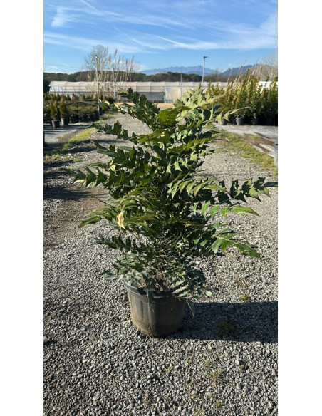 MAHONIA T10LT
