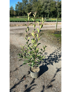 PHOTINIA RED ROBIN T5LT 80/100CM 2