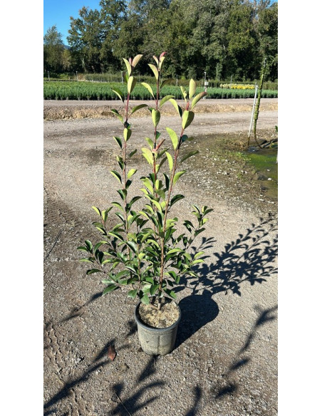 PHOTINIA RED ROBIN T5LT 80/100CM