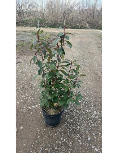 PHOTINIA RED ROBIN T10LT 100/120CM