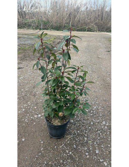 PHOTINIA RED ROBIN T10LT 100/120CM