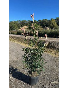 PHOTINIA RED ROBIN T15LT 125/150CM