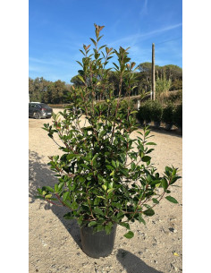 PHOTINIA RED ROBIN T30LT 150/175CM