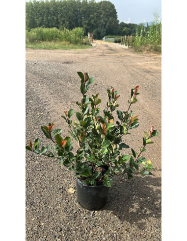 PHOTINIA LITTLE RED ROBIN T5LT