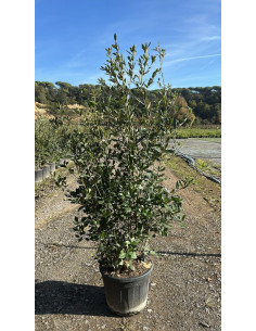 QUERCUS ILEX ARBUSTIU T30LT 140/160CM