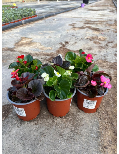 BEGONIA SEMPERFLORENS T11CM