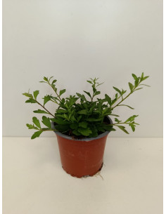 ERIGERON KARVINSKIANUS T10,5CM WITADINEA 2