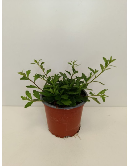 ERIGERON KARVINSKIANUS T10,5CM WITADINEA