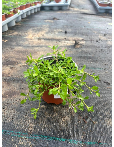 PHYLA NODIFLORA T11CM