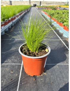 STIPA TENUISSIMA T11CM