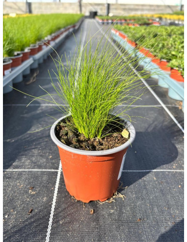 STIPA TENUISSIMA T11CM