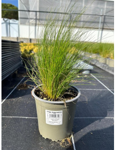 STIPA TENUISSIMA T13CM