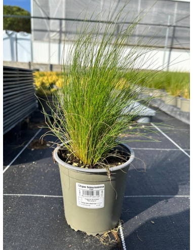 STIPA TENUISSIMA T13CM