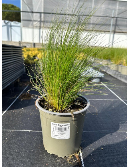 STIPA TENUISSIMA T13CM