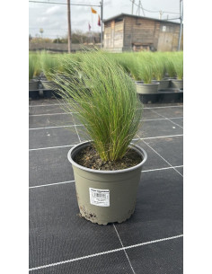 STIPA TENUISSIMA T2LT 2
