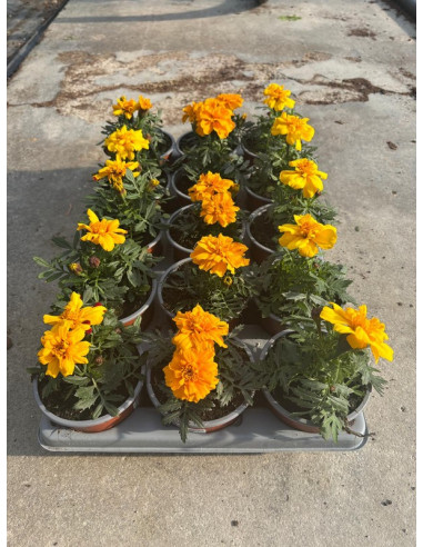 TAGETE PATULA T11CM