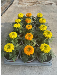 TAGETE ERECTA T10,5CM CLAVELL MORO CAP GRAN