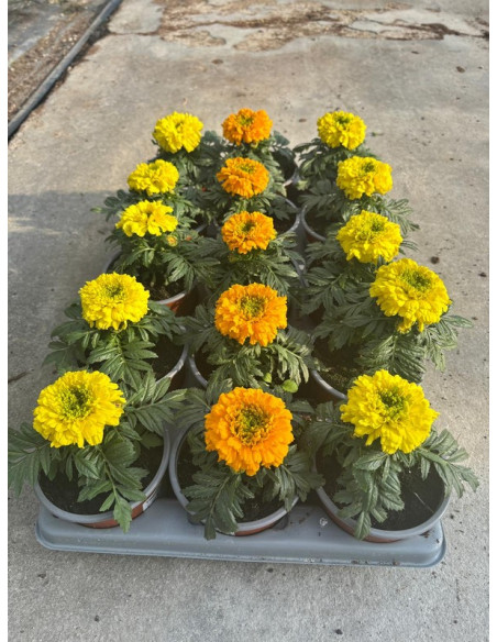 TAGETE ERECTA T10,5CM CLAVELL MORO CAP GRAN