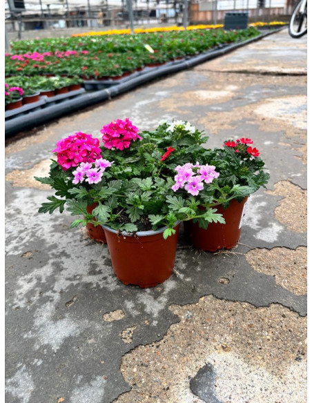 VERBENA REPENS T11CM