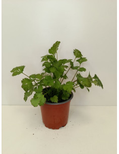 CORIANDRUM SATIVUM T11CM "CILANDRO"