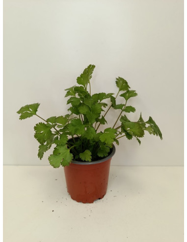 CORIANDRUM SATIVUM T11CM "CILANDRO"
