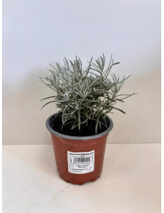 HELICHRYSUM THIANSCHANICUM T11CM "CURRY"