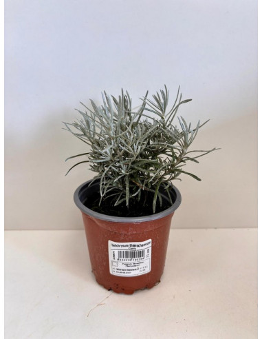 HELICHRYSUM THIANSCHANICUM T11CM "CURRY"