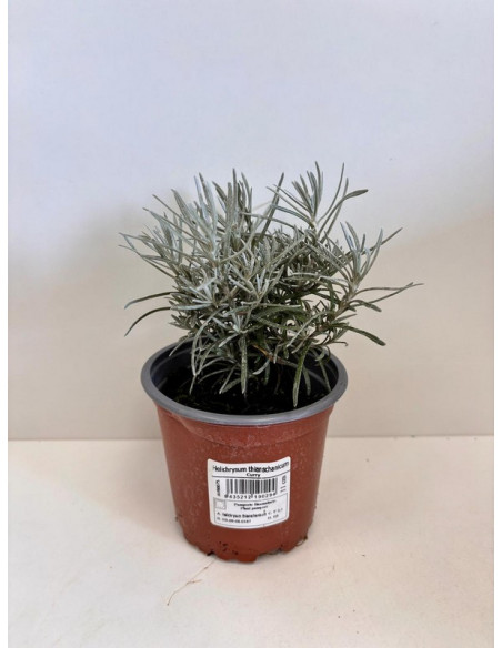 HELICHRYSUM THIANSCHANICUM T11CM "CURRY"
