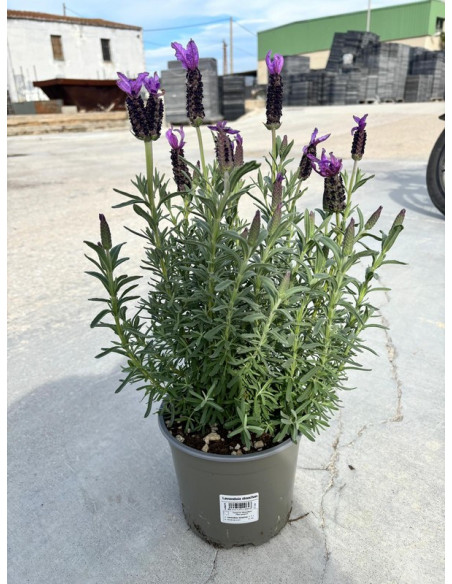 LAVANDA STOECHAS T2LT O T17CM