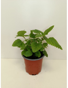 MELISSA OFFICINALIS T11CM "TARONGINA" 2