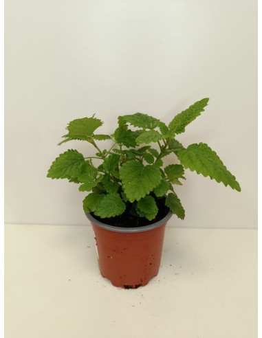 MELISSA OFFICINALIS T11CM "TARONGINA"