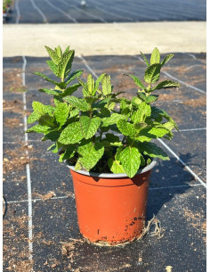 MENTHA SATIVA T11CM "HIERBABUENA"