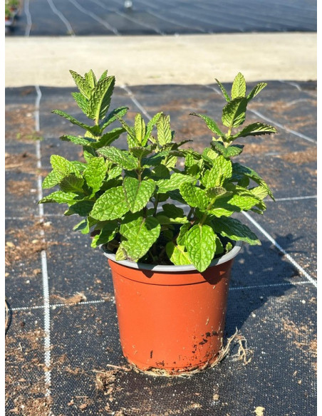 MENTHA SATIVA T11CM "HIERBABUENA"