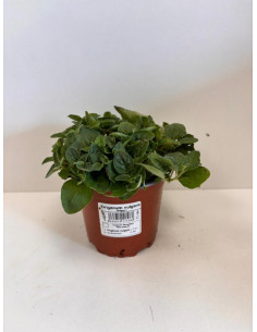 ORIGANUM VULGARE T11CM