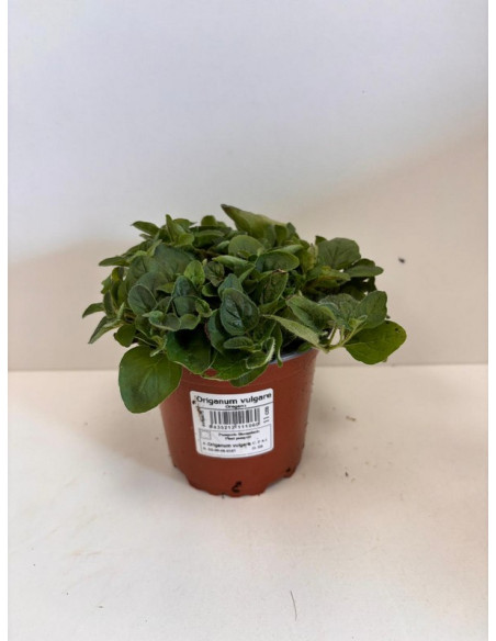 ORIGANUM VULGARE T11CM