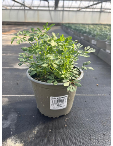 RUTA GRAVEOLENS T14CM