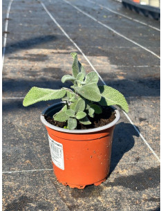 SALVIA OFFICINALIS T11CM
