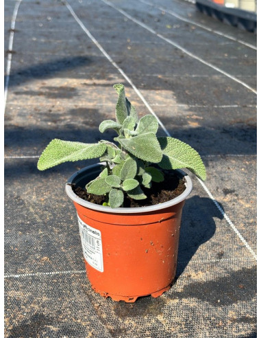 SALVIA OFFICINALIS T11CM