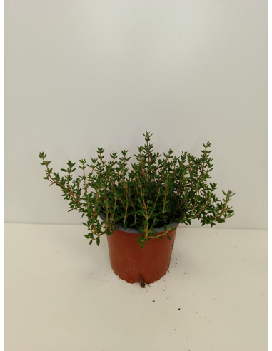 THYMUS VULGARIS T11CM "FARIGOLA VERDA"