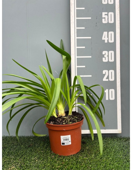 AGAPANTHUS AFRICANUS T2LT