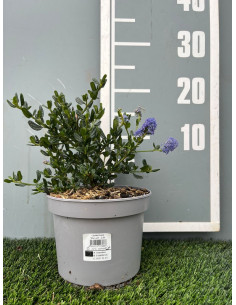 CEANOTHUS SKYLARK 2,5LT