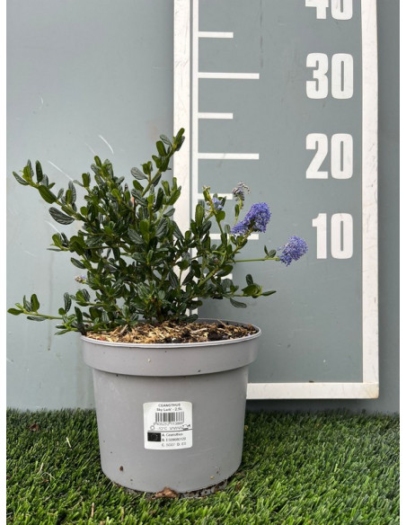 CEANOTHUS SKYLARK 2,5LT