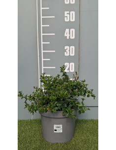 CEANOTHUS THYRSIFLORUS REPENS T5LT