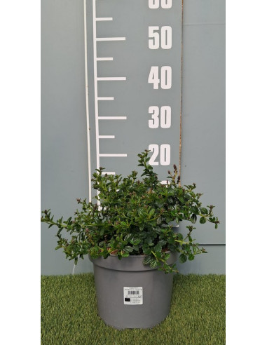 CEANOTHUS THYRSIFLORUS REPENS T5LT